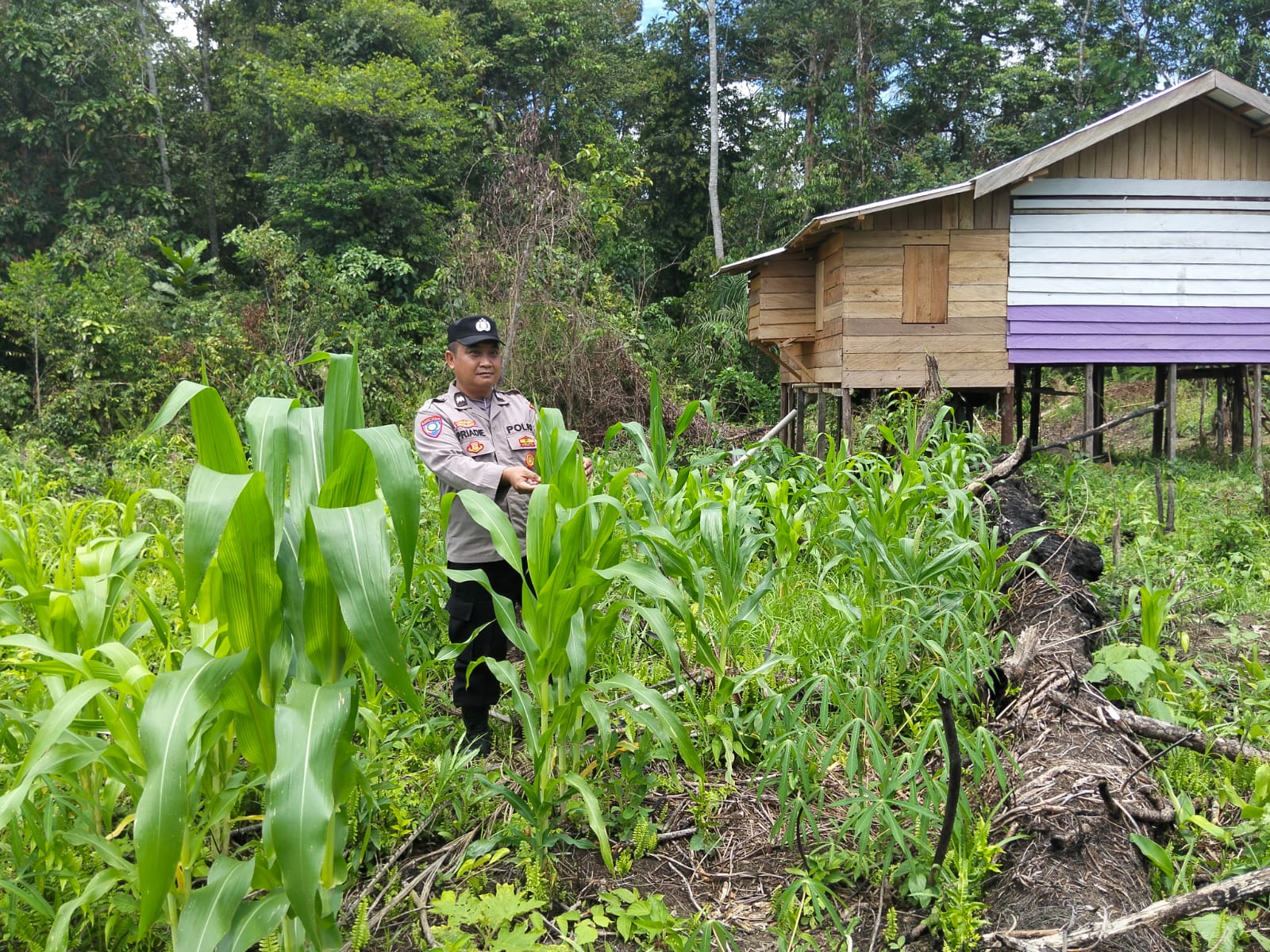 Perkuat Ketahanan Pangan Lokal, Polsek Marikit Monitoring Lahan Produktif Warga