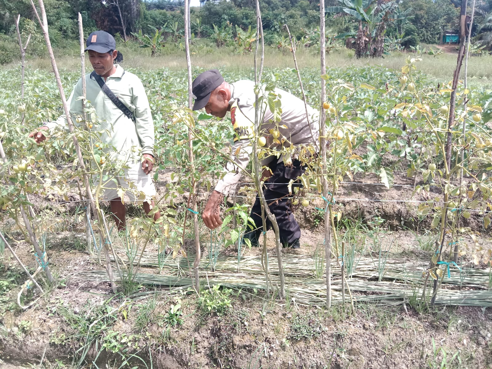 Bhabinkamtibmas Laksanakan Calling System, Ajak Warga Manfaatkan Pekarangan Bergizi untuk Ketahanan Pangan