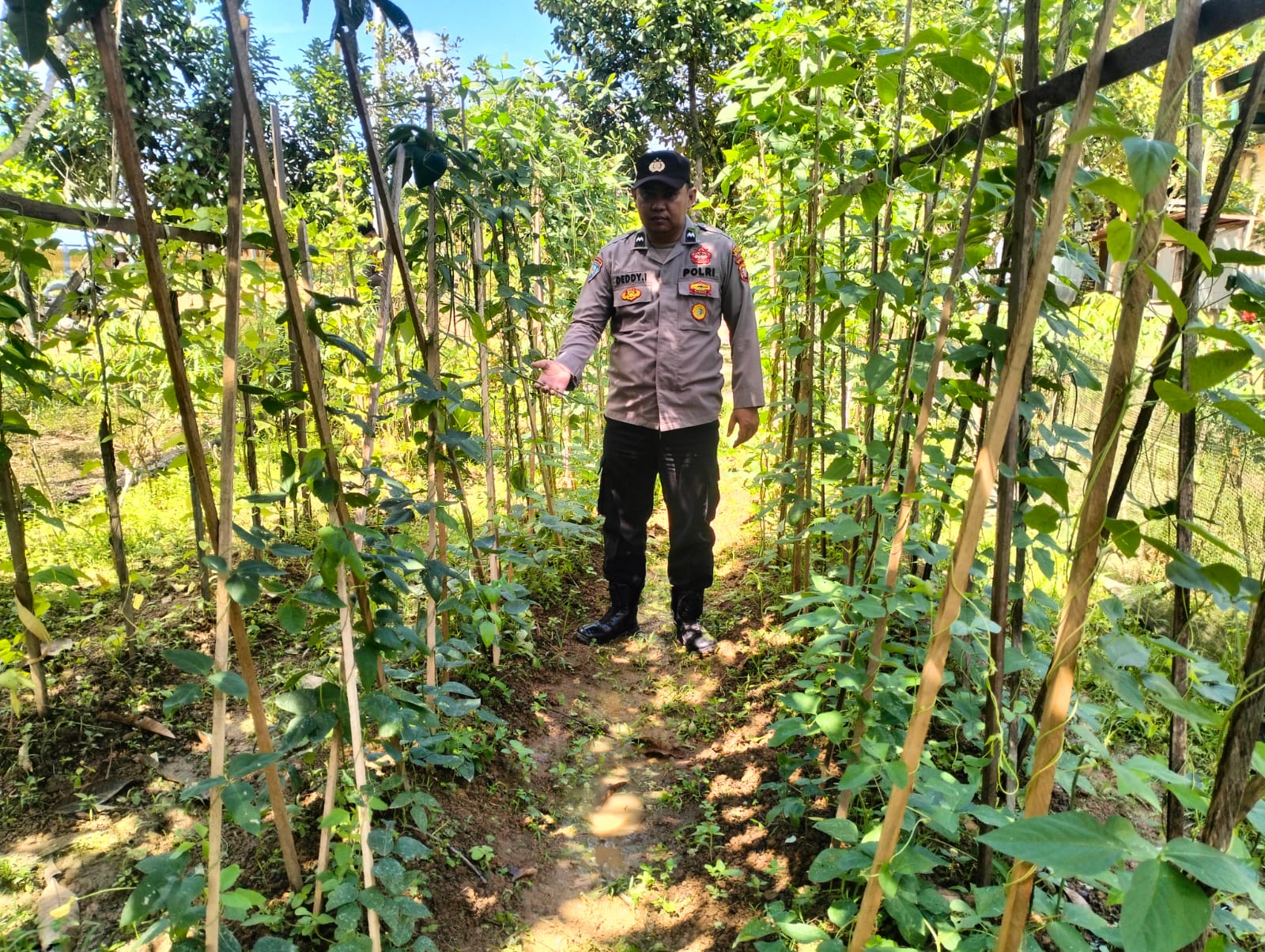 *DUKUNG KETAHANAN PANGAN NASIONAL, POLSEK MARIKIT DAMPINGI PETANI DI TUMBANG HIRAN*