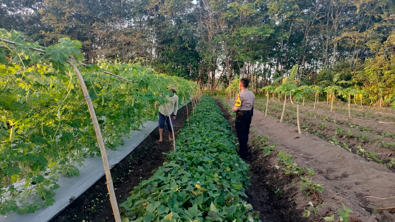 Dalam Rangka Mendukung Program Pemerintah, Bhabinkamtibmas Desa Mekartani Polsek Mendawai Cek Lokasi Pemanfaatan Lahan Pekarangan Warga