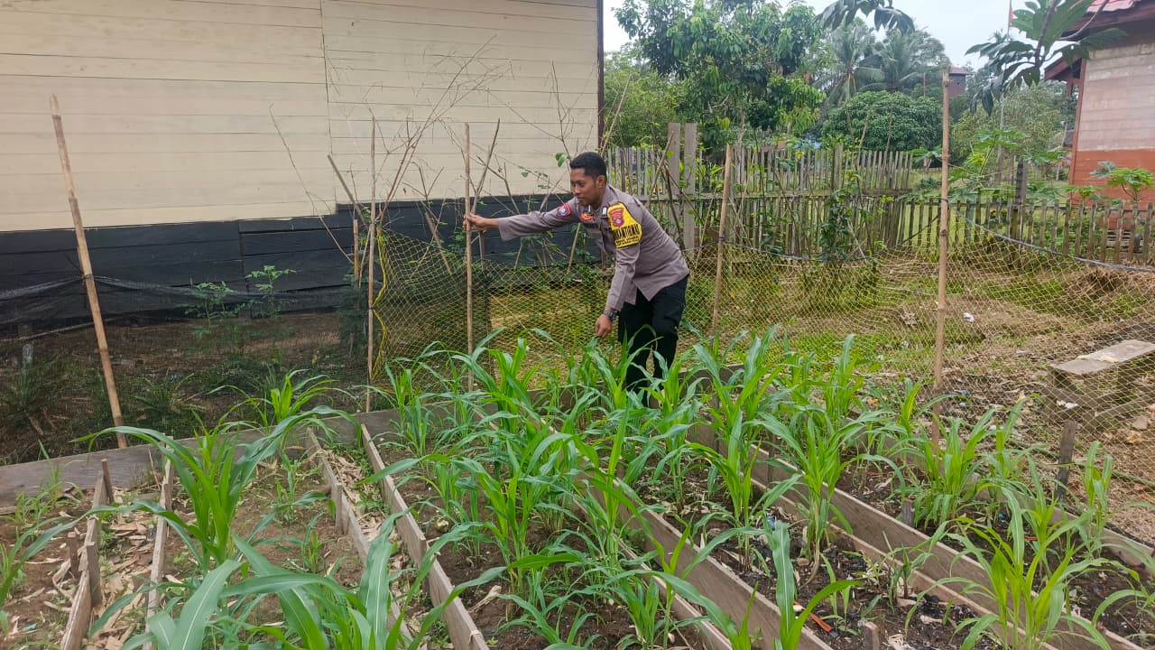 ‎Mendukung Ketahanan Pangan, Personil Polsek Katingan Hulu Cek Lokasi Pemanfaatan Pekarangan Warga.