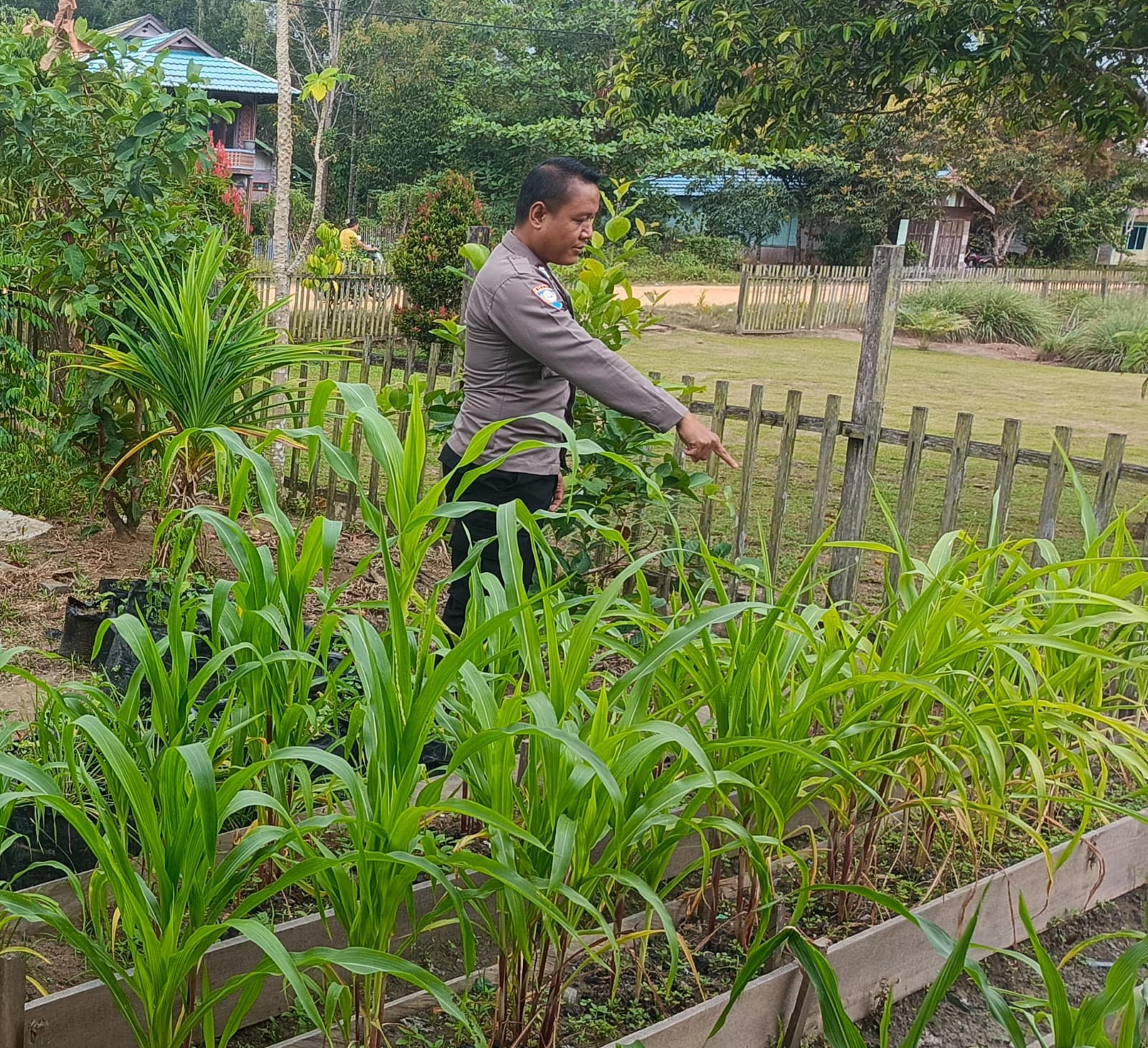 Mendukung Ketahanan Pangan, Personil Polsek Katingan Hulu  Cek Lokasi Pemanfaatan Pekarangan Warga.