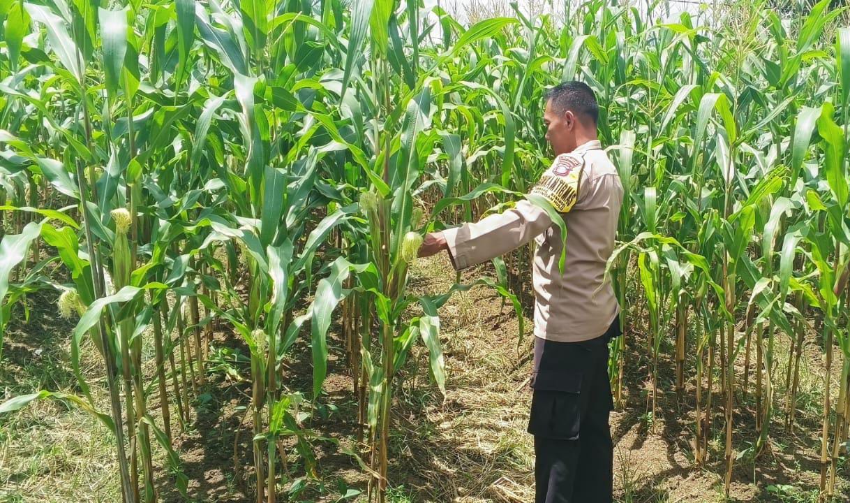 Mendukung Ketahanan Pangan, Personil Polsek Katingan Hulu Cek Lokasi Pemanfaatan Pekarangan Warga.