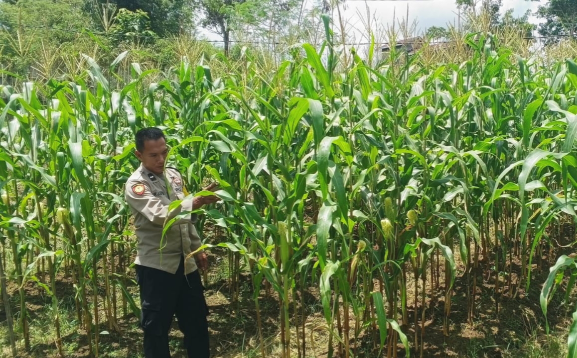 Mendukung Ketahanan Pangan, Personil Polsek Katingan Hulu Cek Lokasi Pemanfaatan Pekarangan Warga.