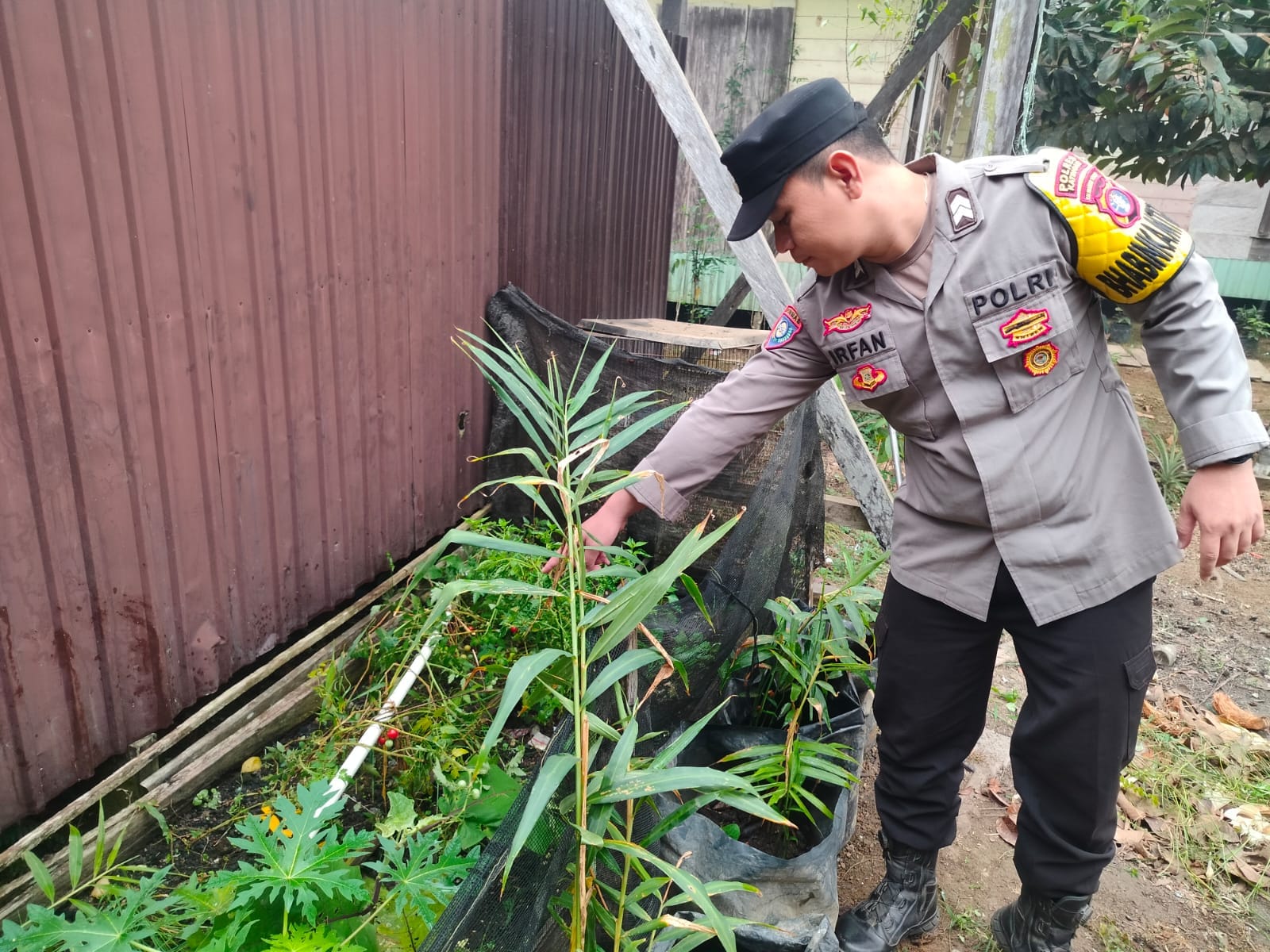 Perkuat Ketahanan Pangan Nasional, Polsek Marikit Dampingi Petani dan Monitoring Pekarangan Bergizi