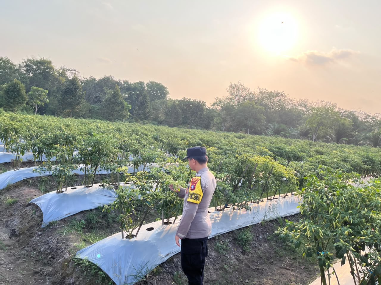 Dalam Rangka Mendukung Program Pemerintah, Bhabinkamtibmas Desa Mendawai Polsek Mendawai Cek Lokasi Pemanfaatan Lahan Pekarangan Warga